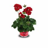 PELARGONIJA VOLMARY X ZONALE GRANDEUR L12