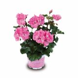 PELARGONIJA VOLMARY X ZONALE GRANDEUR L12