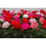 PELARGONIJA ZONALE L12