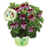 PELARGONIJA VOLMARY SPECIES L12