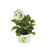 PELARGONIJA VOLMARY SPECIES L12