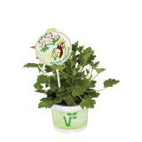 PELARGONIJA VOLMARY SPECIES L12