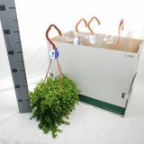 PEPEROMIJA ISABELLE L18