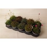 TRAJNICE MIX PERENNIALS L12