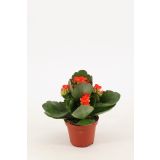 KALANHOJA PETERO ORANGE L8