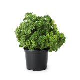 PETERŠILJ KODROLISTNI L10 CM