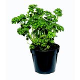 PETERŠILJ KODROLISTNI L14