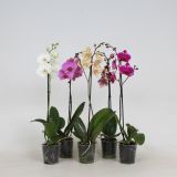 ORHIDEJA PHALAENOPSIS 1 STEBLO L12