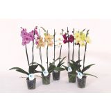ORHIDEJA PHALAENOPSIS 2 STEBLI L12