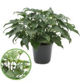 FILODENDRON XANADU L21 VIŠ 65CM