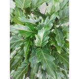 FILODENDRON XANADU L21 VIŠ 65CM