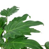 FILODENDRON XANADU L21 VIŠ 65CM