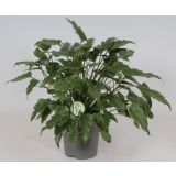 FILODENDRON XANADU L21 VIŠ 65CM