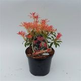 PIJERIS FOREST FLAME L20