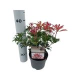 PIJERIS MOUNTAIN FIRE L17