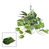 POTOS PINNATUM OBEŠANKA L15