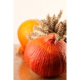 PLODOVKE BUČA 4 KOS