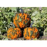 PLODOVKE BUČE L 10 CM