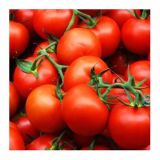 PLODOVKE CEPLJEN PARADIŽNIK L12 FANTASIO