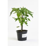 PLODOVKE CEPLJEN PARADIŽNIK L15 CM