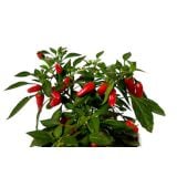 PLODOVKE ČILI L10 CM