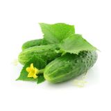 PLODOVKE KUMARE ZA VLAGANJE 6 KOS