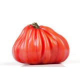 PLODOVKE L'ORTO FRUTTIFERO CEPLJEN VOLOVSKO SRCE 1/1 CUORBENGA F1 L14