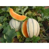 PLODOVKE MELONE L10 TALISMAN