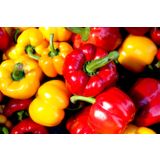 PLODOVKE PAPRIKA PARADIŽNIK 4 KOS