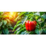 PLODOVKE PAPRIKA ZELENA L10 CM