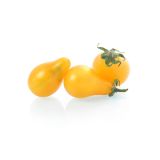 PLODOVKE PARADIŽNIK ČEŠ. HRUŠ. L10 CM