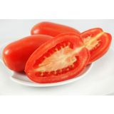 PLODOVKE PARADIŽNIK PELAT L10 CM