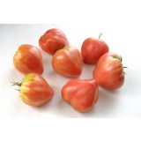 PLODOVKE PARADIŽNIK POZNI L10 CM
