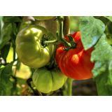 PLODOVKE PARADIŽNIK SRED. ZGODNJI L10 CM