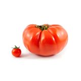 PLODOVKE PARADIŽNIK ZGODNJI 4 KOS