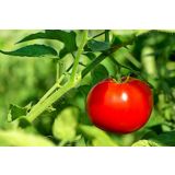 PLODOVKE PARADIŽNIK ZGODNJI L10 CM
