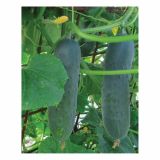 PLODOVKE SADIKE KUMARE 6 KOS