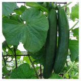 PLODOVKE SADIKE KUMARE P10