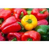 PLODOVKE SADIKE PAPRIKE 4 KOS