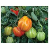 PLODOVKE SADIKE PARADIŽNIK P10