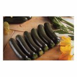 PLODOVKE VOLMARY BUČKA ZELENA L11 ZODIAC