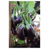 PLODOVKE VOLMARY CEPLJEN JAJČEVEC L12 MADONNA F1