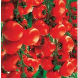 PLODOVKE VOLMARY CEPLJEN PARADIŽNIK L12 STARLIAS RED F1