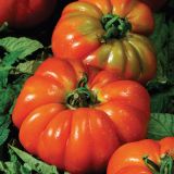 PLODOVKE VOLMARY CEPLJENI ITALIJANSKI MESNAT PARADIŽNIK DELIZIA