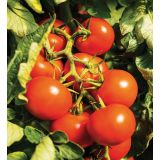 PLODOVKE VOLMARY CEPLJENI PARADIŽNIK 12 CM CAMPOS