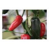 PLODOVKE VOLMARY ČILI JALAPENO L11 SAMIRA SHINY