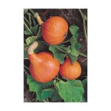 PLODOVKE VOLMARY CUCURBITA MAXIMA-HOKKAIDO UCHIKI KURI 10.5 CM