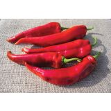 PLODOVKE VOLMARY KONIČASTA PAPRIKA L11 LIPARI F1