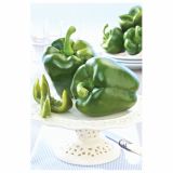 PLODOVKE VOLMARY PAPRIKA BELUGA GREEN L11 CAPSICUM ANNUM