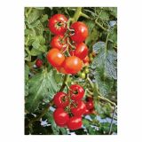 PLODOVKE VOLMARY PARADIŽNIK L12 CM PHANTASIA